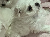 50 günlük KİF A Seçere Maltese Bebekler
