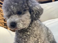 Original toy poodle yavrularımız özel renk