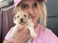 Maltipoo Yavrularımız
