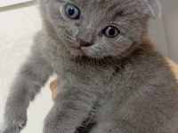 2 aylık eğitimleri tam güzel yavru british shorthair