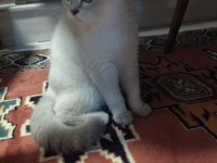 Dişi British Shorthair 5.5 Aylık Acil
