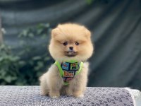 Pomeranian Boo Köpeğimiz