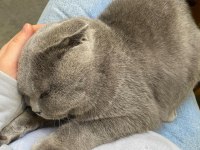 Scottish Fold Kedim Smile
