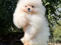 SHOW KALİTE ÜST DÜZEY MUHTEŞEM KÜRK POMERANİAN BOO