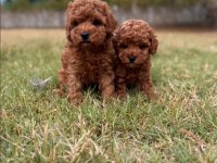 Kore poodle yavrularımız 0 boy ırk garantili bebeklerim