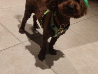9 aylık erkek toy poodle