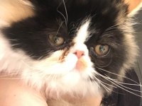 Exotic Shorthair Sevimli Kedimiz