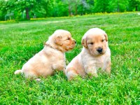 Golden Retriever Yavrular İçin Ulaşabilirsiniz