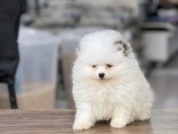 Beyaz Kar Topu Pomeranian Boo
