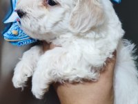 Tombiş maltipoo yavrular