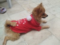 2 Yaşında Dişi Pomeranian