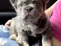 FLUFFY FRENCH BULLDOG EN İYİSİ DAHA İYİSİ İÇİN YİNE BİZ