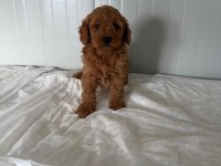Erkek Toy Poodle Minik Yakışıklı