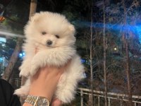 Pomeranian Boo Yavrumuz