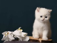 British shorthair golden point