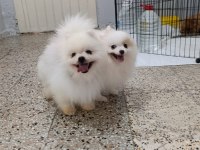 Pomeranian Erkek Rus Orjinal Eşlemeye Açık