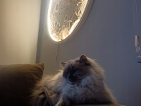 Ragdoll Blue Mitted Secereli Dişi