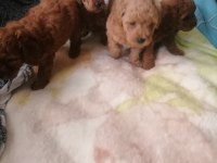 Teacup poodle küçük boy bebeklerim