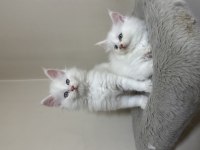 Beyaz saf kan maine coon yavruları xxl