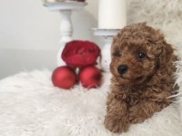 A KALİTE TÜY DÖKMEYEN TOY POODLE KÖPEĞİ