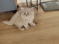 British Longhair Dişi