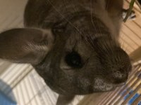 Chinchilla 6 aylık erkek