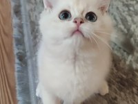 Safkan British Shorthair
