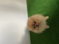 15 aylık aşılı çipli pomeranian