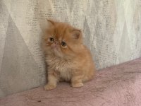 Portakal gibi prenses İran kedisi