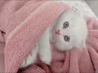 Chinchilla yavrularımıza aile arıyoruz