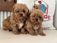 Ankaranın en güzel maltipoo yavruları aşılı pasaportlu