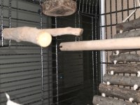 Full evcil iki buçuk aylık konur papağanı