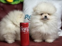 Wc eğitimli tea cup pomeranian yavrularımız