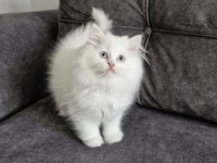 Masum Yüzlü Bebek british longhair