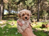 Gerçek Maltipoo yavrularımız