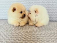 POMERANİAN BOO KREM VE BEYAZ ERKEK