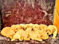 Golden retriever Yavrularımız