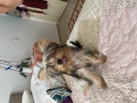 5 aylık anne baba scrli yorkshire terrier yavrularımız