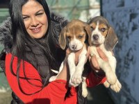 Elizabet beagle yavrularım