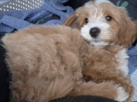 3 aylık erkek maltipoo