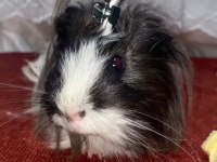 Guinea Pig Sağlıklı