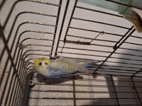 Rainbow yavru muhabbet kuşu