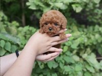 Enerji Deposu Poodle Köpeği