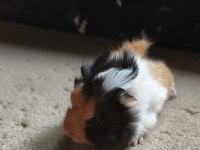 İstanbul Bağcılar Ginepig