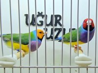 Gökkuşağı ispinozu (Gouldian Finch) mevcuttur