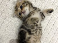 Golden N12 british shorthair orjinal safkan