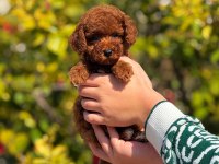 TOY POODLE YAVRULARIMIZ KİLO GARANTİLİ