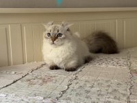BRİTİSH LONGHAİR MUNCHKIN CÜCE KEDİMİZ ERKEK KİNKALOW