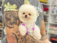 Orjinal Pomeranian Boo Yavrular