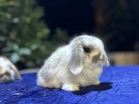 Veteriner Hekimden Hollanda lop mini lop ve cüce tavşan